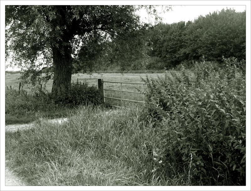 Sommer im Feld