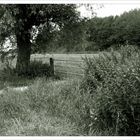 Sommer im Feld