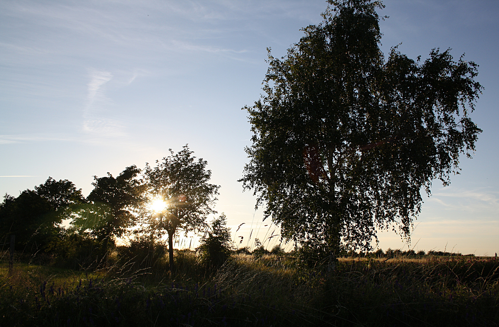 Sommer im Feld