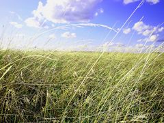 Sommer im Feld