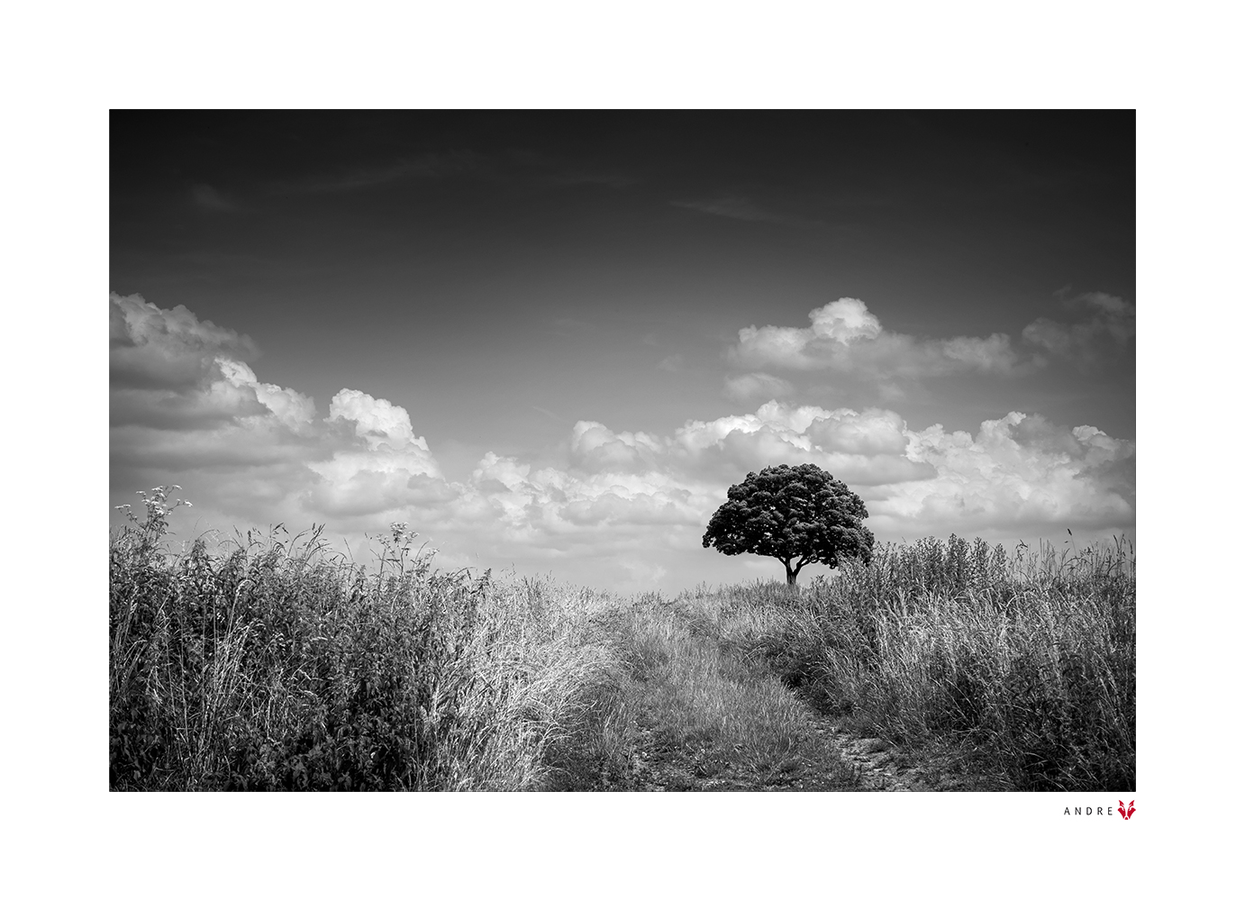 Sommer im Feld