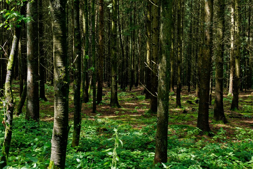 Sommer im Fichtenwald