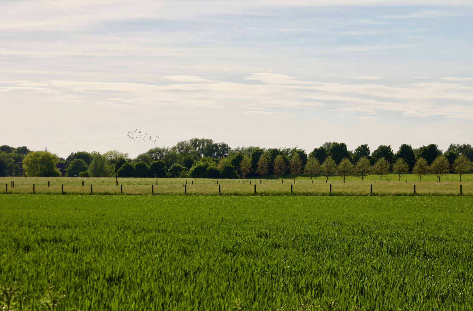 Sommer im Frühling