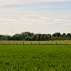 Sommer im Frühling