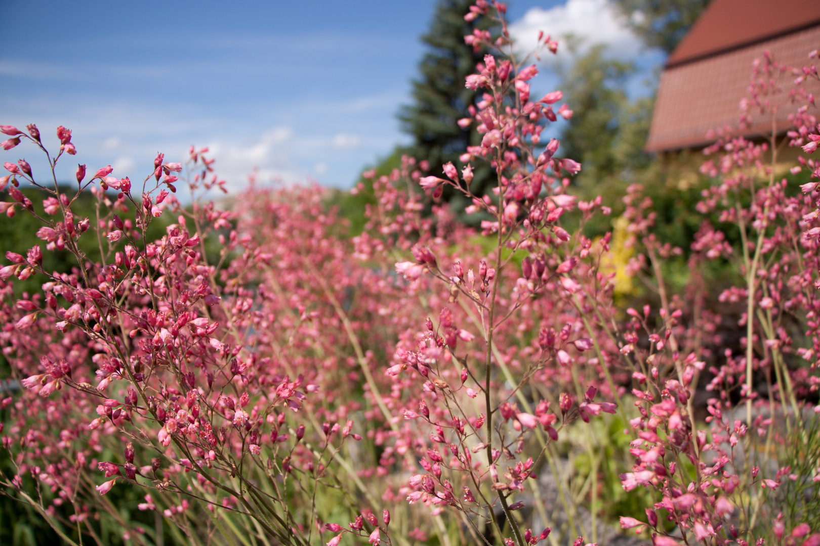 Sommer im Garten