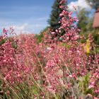 Sommer im Garten