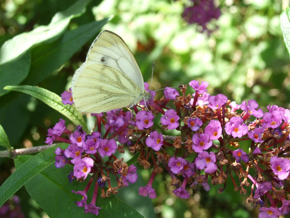 Sommer im Garten