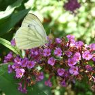 Sommer im Garten