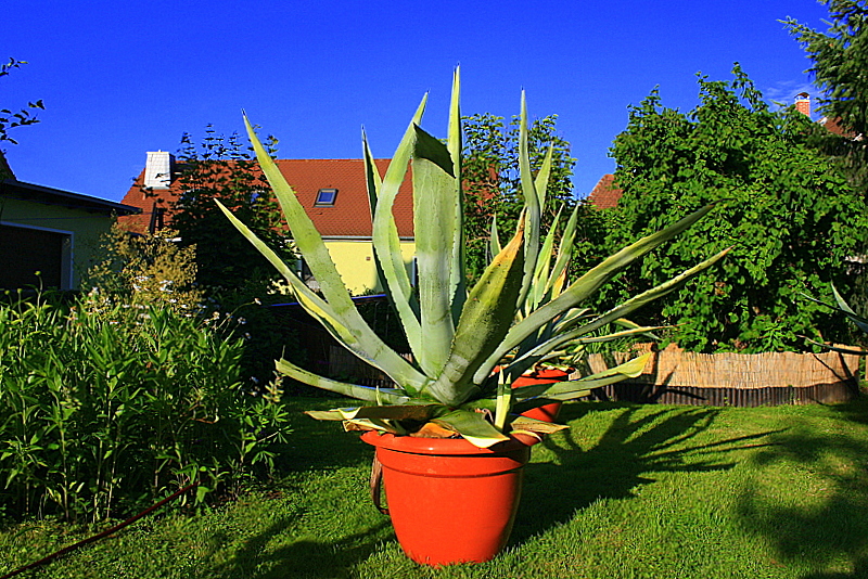 Sommer im Garten