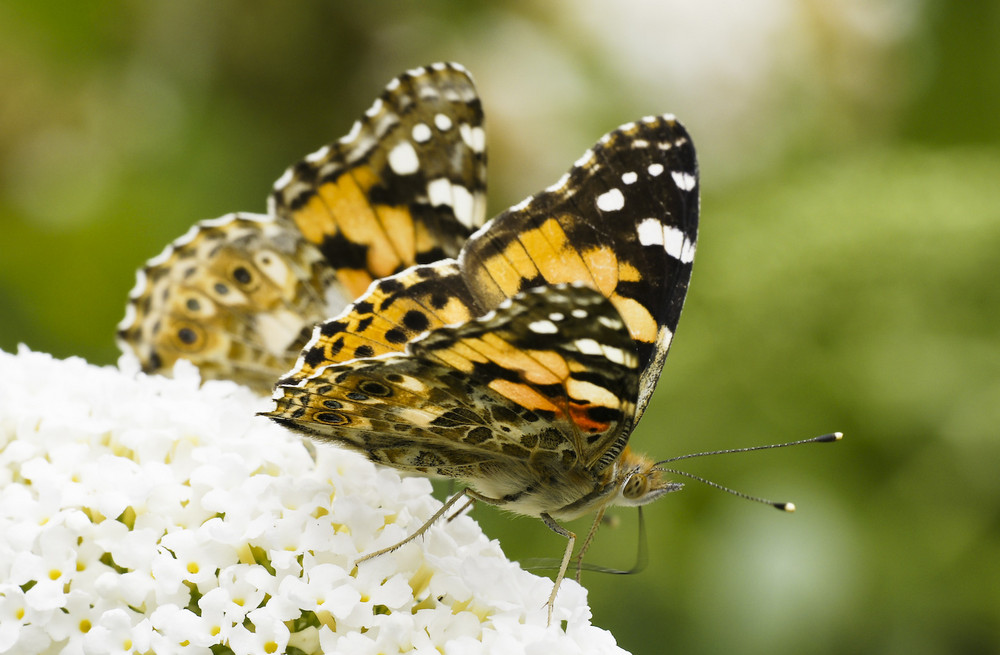 Sommer im Garten....