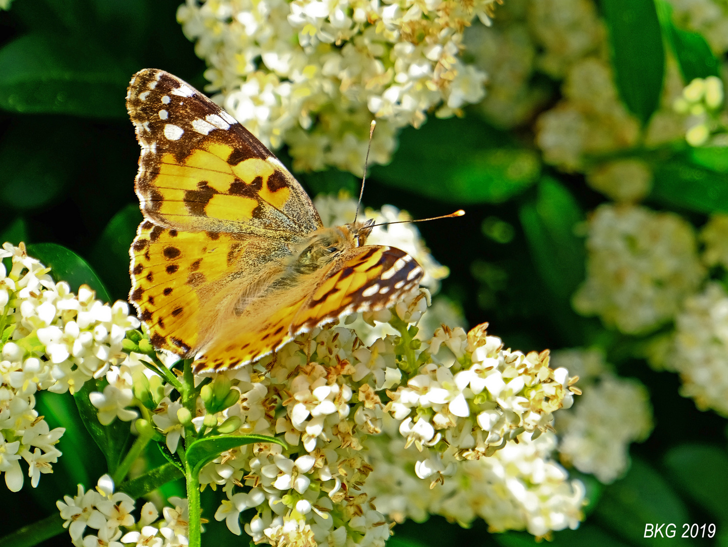 Sommer im Garten Foto & Bild tiere, wildlife