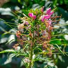 Sommer im Garten (2)