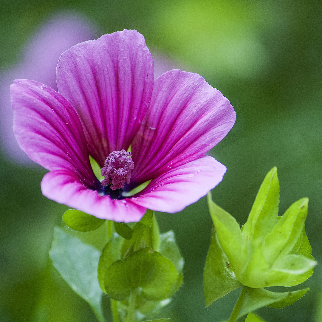 Sommer im Garten