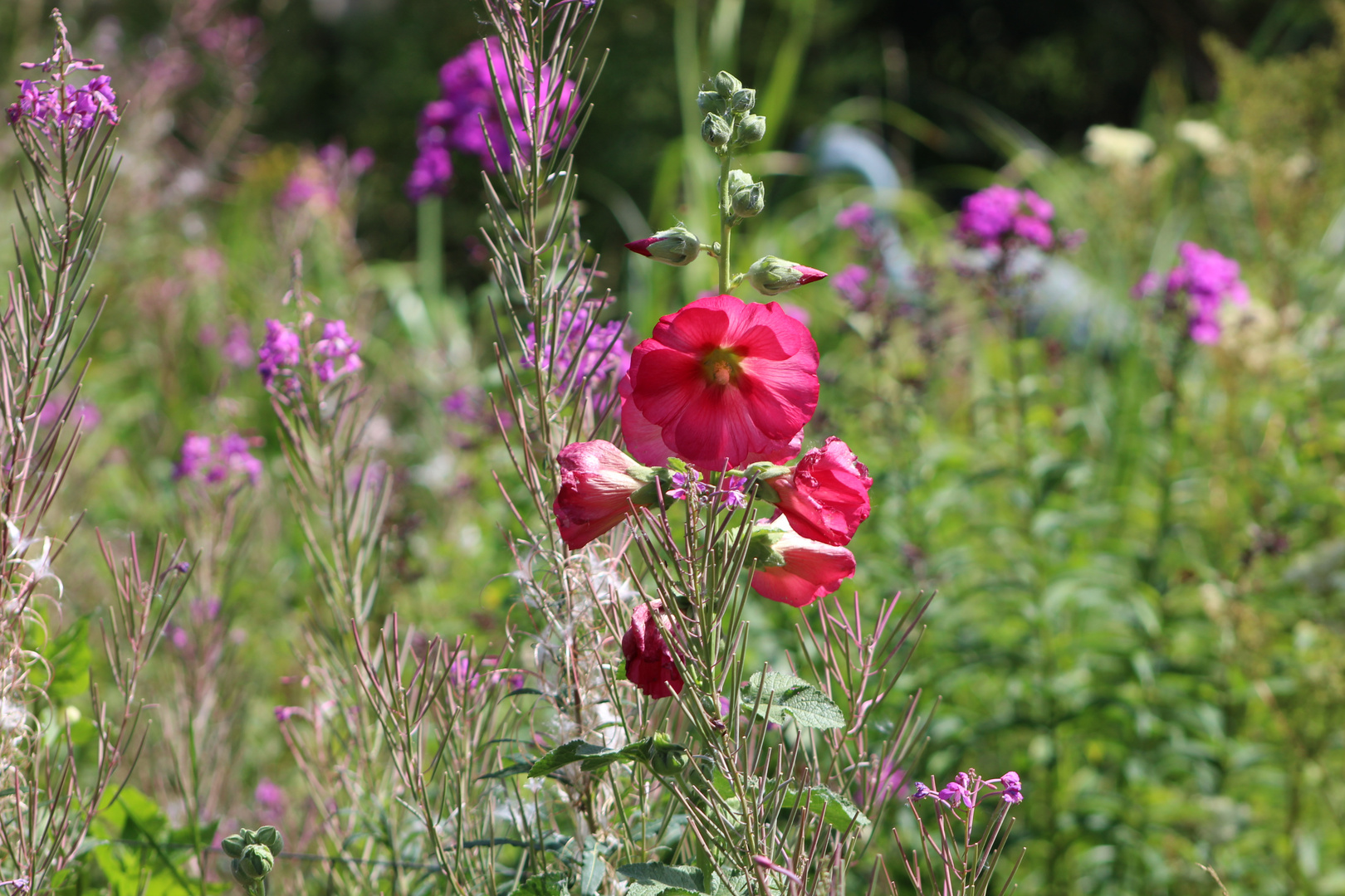 Sommer im Garten