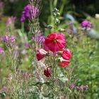 Sommer im Garten