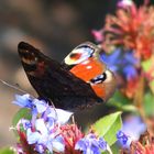 Sommer im Garten