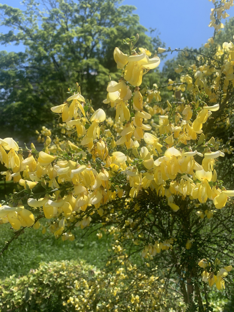 Sommer im Garten