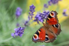 Sommer im Garten ...
