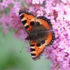 Sommer im Garten