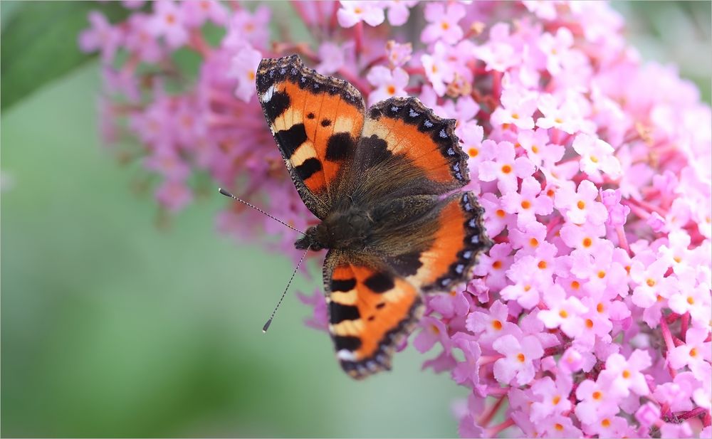 Sommer im Garten