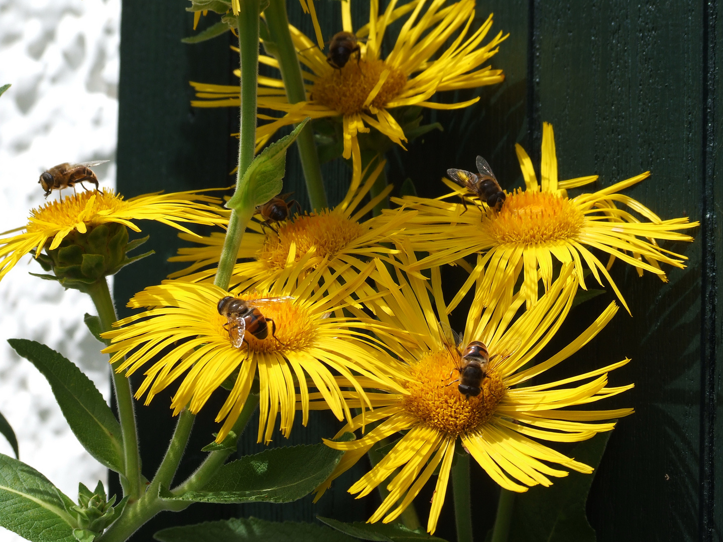 Sommer im Garten