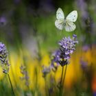 Sommer im Garten