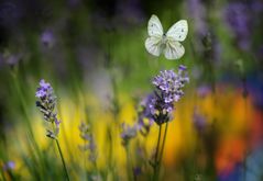 Sommer im Garten