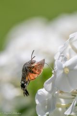 Sommer im Garten ...