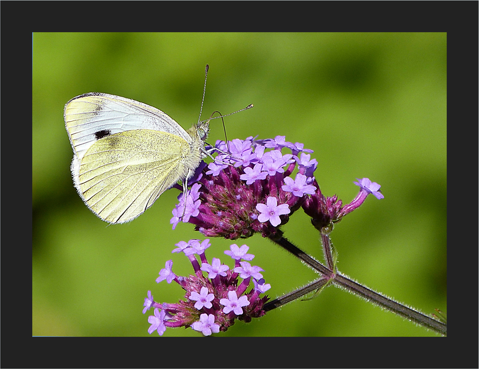 Sommer im Garten