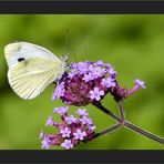 Sommer im Garten