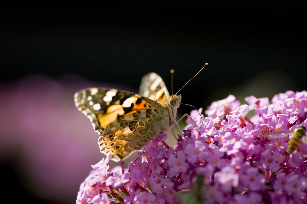 Sommer im Garten