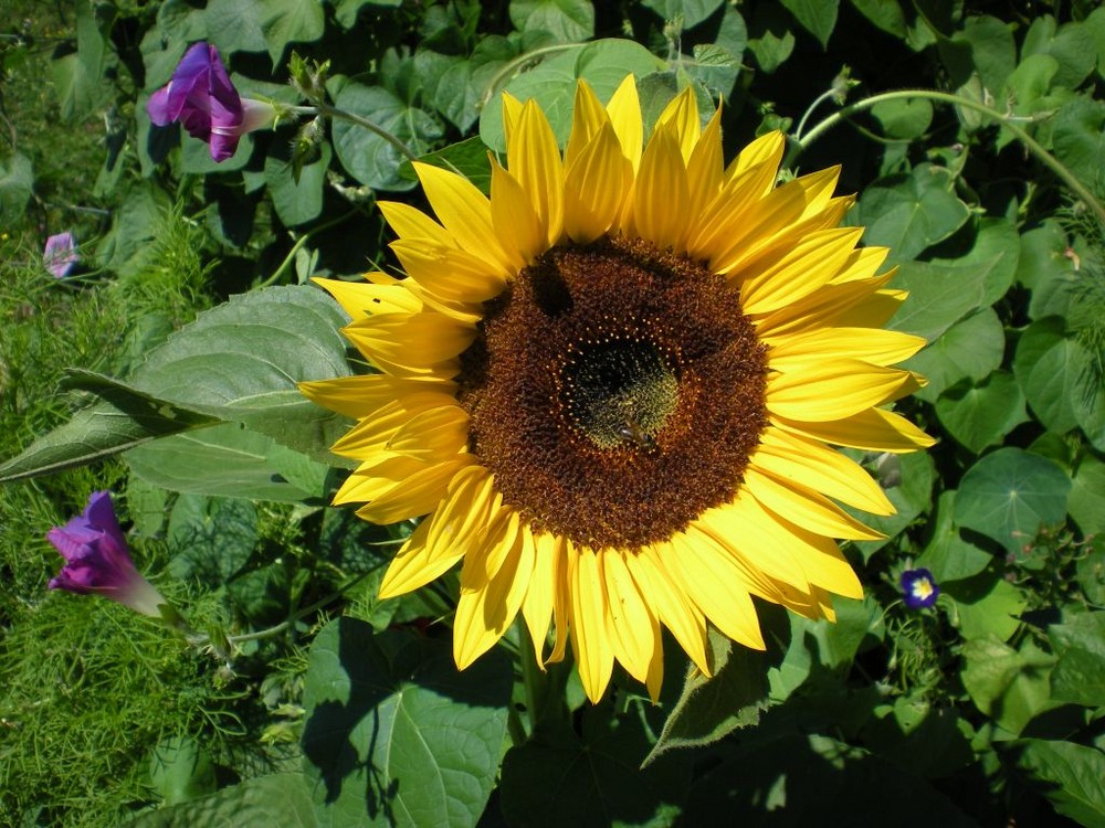 Sommer im Garten Foto &amp; Bild jahreszeiten, sommer, natur
