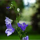 Sommer im Garten