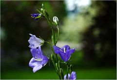 Sommer im Garten