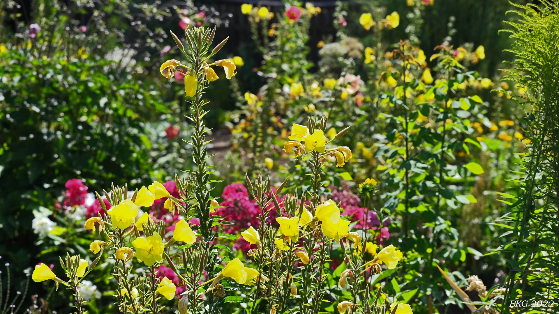 Sommer im Garten 