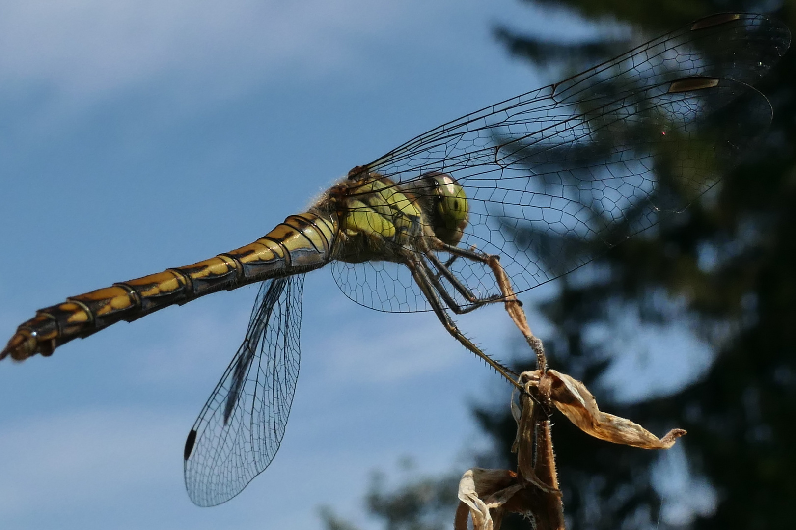 Sommer im Garten