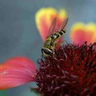 Sommer im Garten