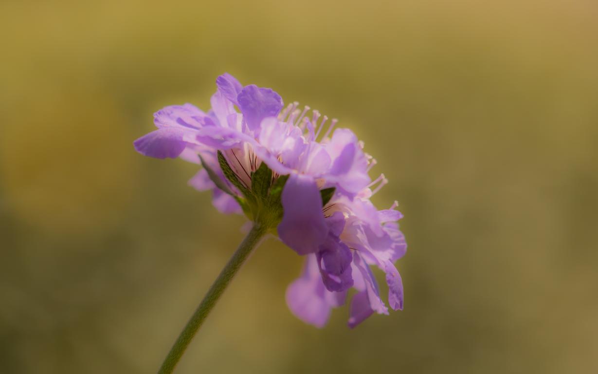 Sommer im Garten