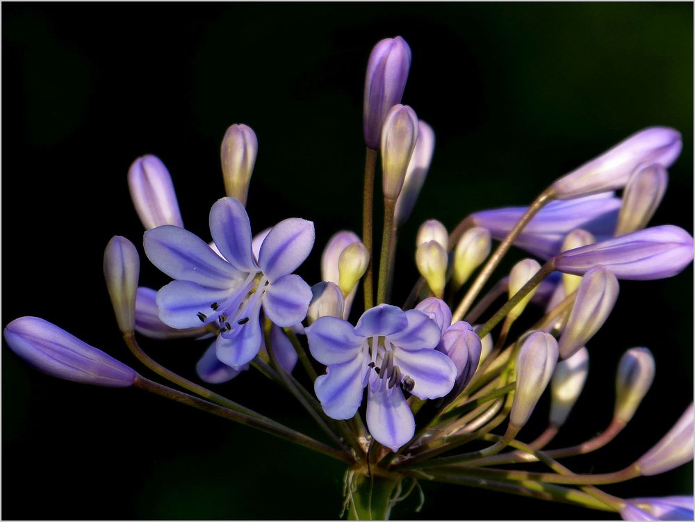 Sommer im Garten...