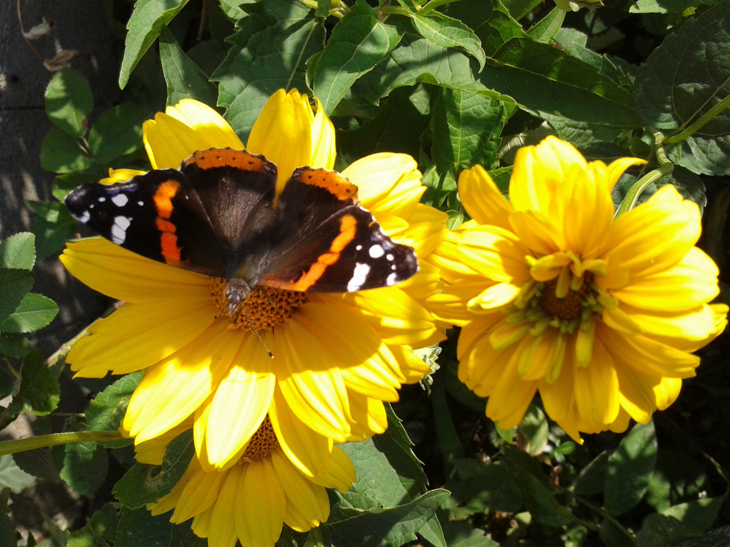 Sommer im Garten