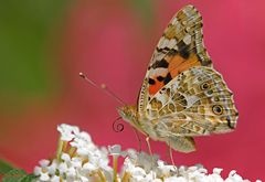 Sommer im Garten