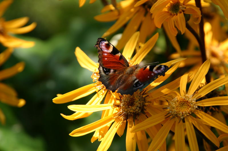 Sommer im Garten