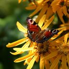 Sommer im Garten