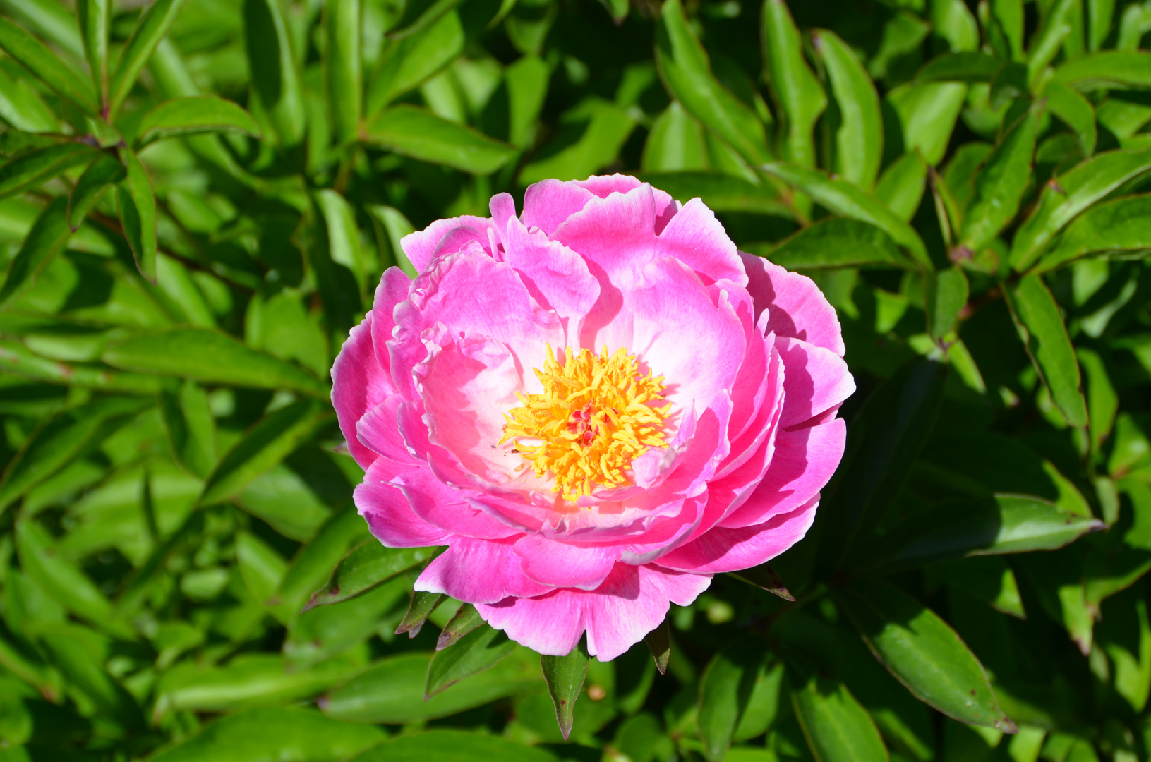 Sommer im Garten