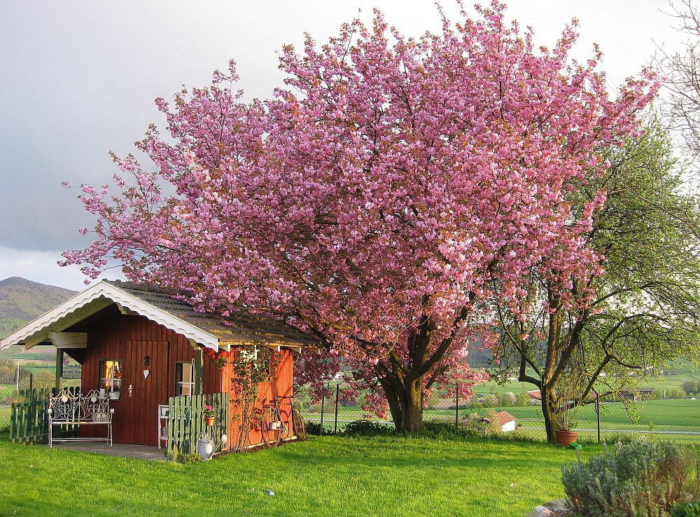 Sommer im Garten