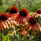 Sommer im Garten