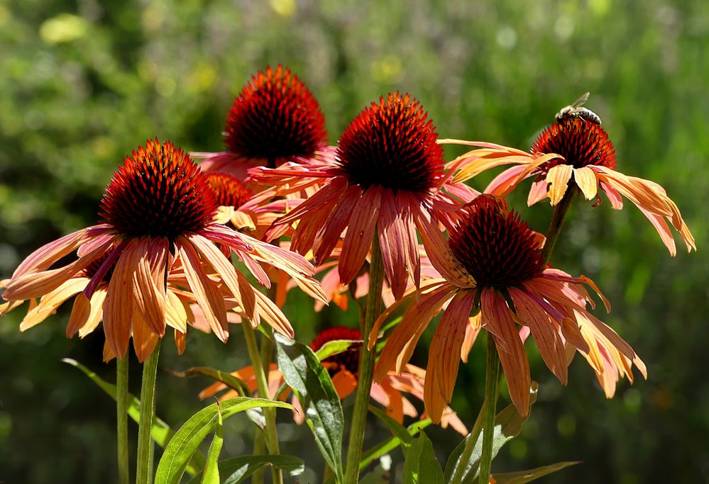 Sommer im Garten