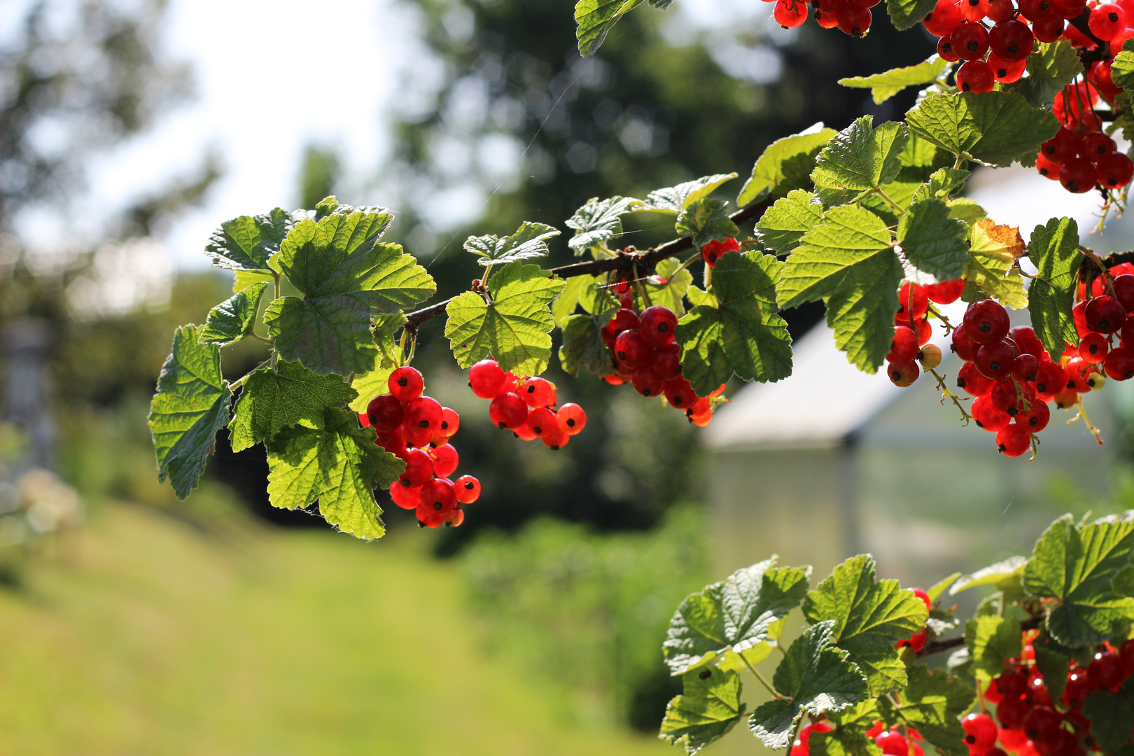 Sommer im Garten