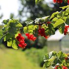 Sommer im Garten