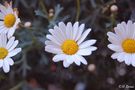 Sommer im Garten! von Helmut Rossi 